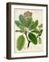 Verdant Foliage VI-Vision Studio-Framed Art Print