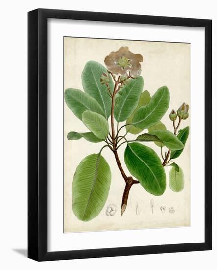 Verdant Foliage VI-Vision Studio-Framed Art Print