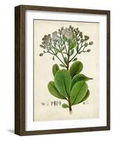 Verdant Foliage VIII-Vision Studio-Framed Art Print