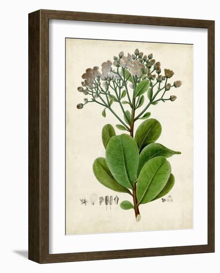 Verdant Foliage VIII-Vision Studio-Framed Art Print