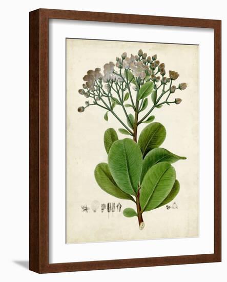 Verdant Foliage VIII-Vision Studio-Framed Art Print