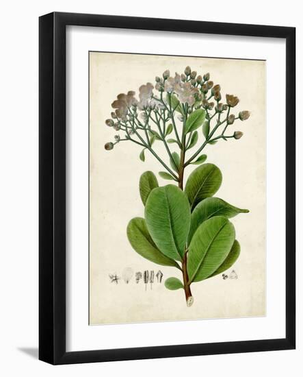 Verdant Foliage VIII-Vision Studio-Framed Art Print