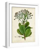 Verdant Foliage VIII-Vision Studio-Framed Art Print