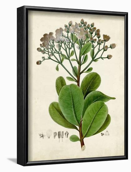 Verdant Foliage VIII-Vision Studio-Framed Art Print