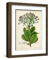 Verdant Foliage VIII-Vision Studio-Framed Art Print