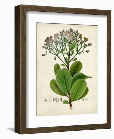 Verdant Foliage VIII-Vision Studio-Framed Art Print