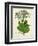 Verdant Foliage VIII-Vision Studio-Framed Art Print