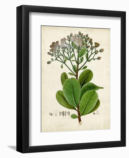 Verdant Foliage VIII-Vision Studio-Framed Art Print