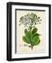 Verdant Foliage VIII-Vision Studio-Framed Art Print