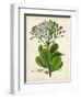 Verdant Foliage VIII-Vision Studio-Framed Art Print