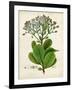 Verdant Foliage VIII-Vision Studio-Framed Art Print