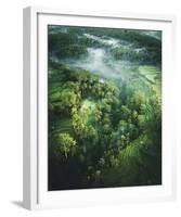 Verdant Forest-Joseph Eta-Framed Giclee Print