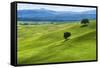 Verdant Knolls of the Tuscan Countryside-George Oze-Framed Stretched Canvas