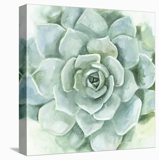 Verdant Succulent I-Victoria Borges-Stretched Canvas