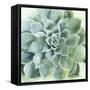 Verdant Succulent II-Victoria Borges-Framed Stretched Canvas