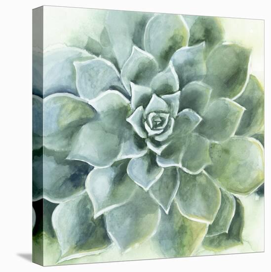 Verdant Succulent II-Victoria Borges-Stretched Canvas