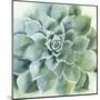 Verdant Succulent II-Victoria Borges-Mounted Art Print