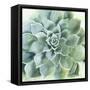 Verdant Succulent II-Victoria Borges-Framed Stretched Canvas