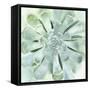 Verdant Succulent IV-Victoria Borges-Framed Stretched Canvas