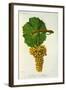 Verdelho de Madere White Grape Variety from Ampelographie Traite General de Viticulture, 1903-null-Framed Giclee Print