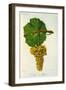 Verdelho de Madere White Grape Variety from Ampelographie Traite General de Viticulture, 1903-null-Framed Giclee Print