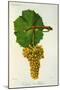 Verdelho de Madere White Grape Variety from Ampelographie Traite General de Viticulture, 1903-null-Mounted Giclee Print