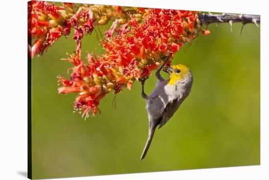 Verdin Feeding on Ocotillo Blossoms, Sabino Canyon, Sonoran Desert, Arizona, USA-null-Stretched Canvas