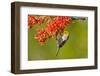 Verdin Feeding on Ocotillo Blossoms, Sabino Canyon, Sonoran Desert, Arizona, USA-null-Framed Photographic Print