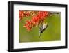 Verdin Feeding on Ocotillo Blossoms, Sabino Canyon, Sonoran Desert, Arizona, USA-null-Framed Photographic Print