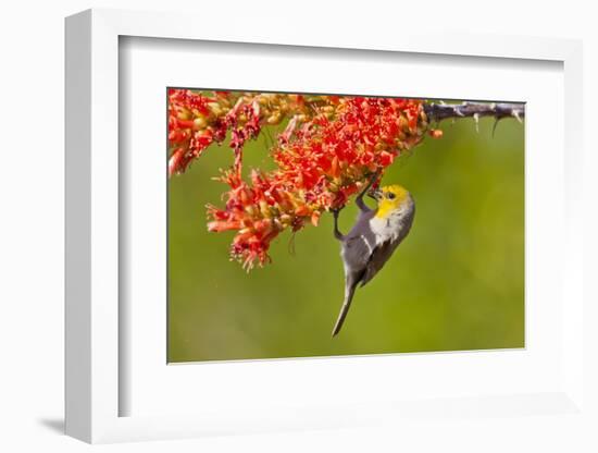 Verdin Feeding on Ocotillo Blossoms, Sabino Canyon, Sonoran Desert, Arizona, USA-null-Framed Photographic Print