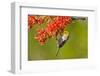 Verdin Feeding on Ocotillo Blossoms, Sabino Canyon, Sonoran Desert, Arizona, USA-null-Framed Photographic Print