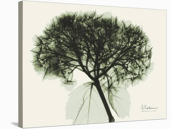 Verduous Hydrangea 1-Albert Koetsier-Stretched Canvas