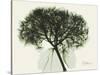 Verduous Hydrangea 1-Albert Koetsier-Stretched Canvas