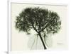 Verduous Hydrangea 1-Albert Koetsier-Framed Art Print