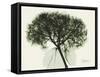 Verduous Hydrangea 1-Albert Koetsier-Framed Stretched Canvas