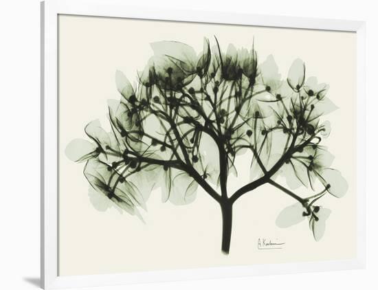 Verduous Hydrangea 2-Albert Koetsier-Framed Art Print