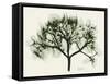 Verduous Hydrangea 2-Albert Koetsier-Framed Stretched Canvas