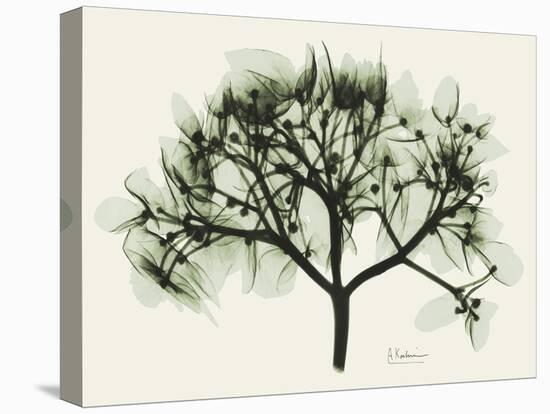 Verduous Hydrangea 2-Albert Koetsier-Stretched Canvas