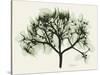Verduous Hydrangea 2-Albert Koetsier-Stretched Canvas