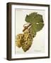 Verdurant Grape-J. Troncy-Framed Giclee Print