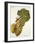 Verdurant Grape-J. Troncy-Framed Giclee Print