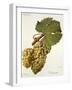 Verdurant Grape-J. Troncy-Framed Giclee Print