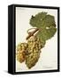 Verdurant Grape-J. Troncy-Framed Stretched Canvas