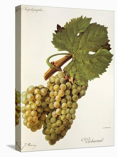 Verdurant Grape-J. Troncy-Stretched Canvas