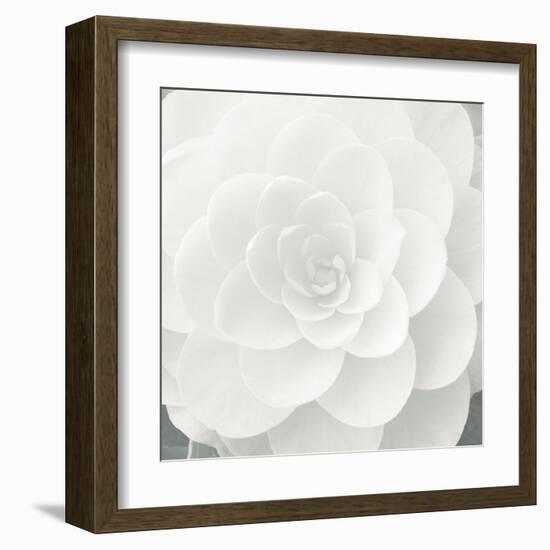 Verglas Camellia-Ella Lancaster-Framed Giclee Print