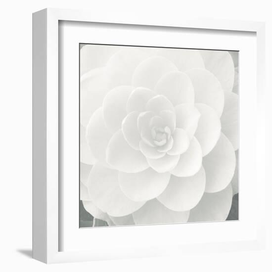 Verglas Camellia-Ella Lancaster-Framed Giclee Print