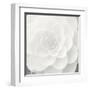 Verglas Camellia-Ella Lancaster-Framed Giclee Print