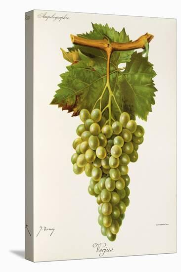 Verjus Grape-J. Troncy-Stretched Canvas