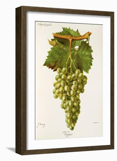 Verjus Grape-J. Troncy-Framed Giclee Print
