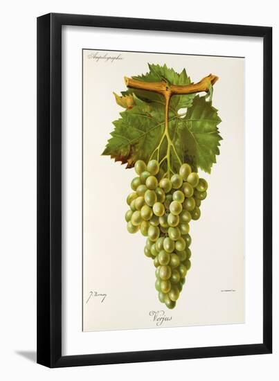 Verjus Grape-J. Troncy-Framed Giclee Print